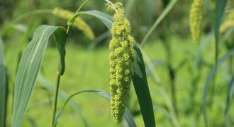 Small image